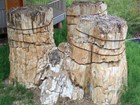 group of three fossil stumps