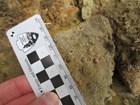 small piece of brown rock peppered with small round red shells. 