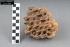 piece of small brown stone with a honey-comb pattern 