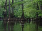 bald cypress trees reflected in water