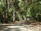 access road through dense trees