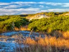 vegetated dunes