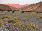 desert landscape with flowers in bloom