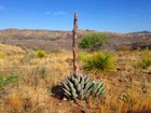 agave plant and arid landscape