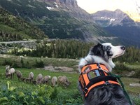 Working dog looks over her shoulder at handler as bighorn rams graze below.