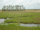 wetland grasses