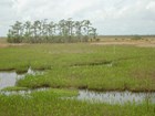 wetland grasses