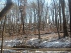 wooded hillside