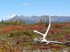 wilderness scene with animal skull