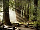 sunlight on forest trail