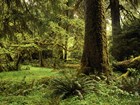 rainforest