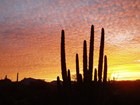 organ pipe cactus silhouetted at sunset