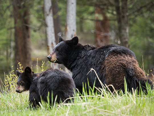 Hiking in bear country sales