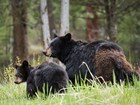 Mother black bear and cub