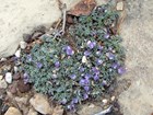 Sentry Milk-Vetch