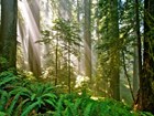 sunlight through trees