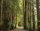 forest trail
