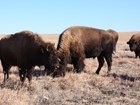 bison feeding