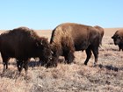bison feeding