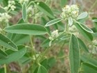 Close up of a plant with long oval green leaves and small cream, slightly fuzzy flowers