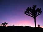Joshua trees at sunset in Joshua Tree NP