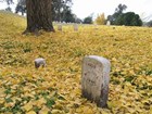 headstones and fall leaves