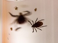 Ticks in a jar