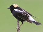 small black songbird with striking buff patch on head and white back perches on a twig