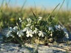 close up of a small dome shaped plant, with narrow leaves and small white flowers in a sand dune