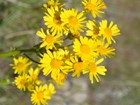 Plant stalk with lots of yellow daisy-like flowers on it