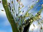 close up of a grass that has tiny oval seads on lots of delicate stalks