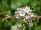 A cluster of delicate blossom flowers and new leaves on a twig