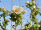 white flowers with many small oval petals and a yellow center growing up green leafy stems