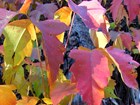 heart shapped leaves with ragged edges in autumn colors of reds and yellows