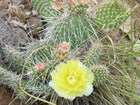 A low growing, very prickly cactus with strikingly delicate yellow flower