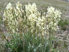 A tall plant growing in a clump with long flower spikes of pretty cream flowers