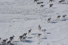 Caribou migrate across the snow-covered tundra.