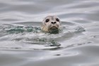 A harbor seal.