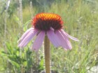 Single daisy like flower with purple petals and red dome-like center