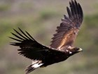 A Golden Eagle soaring.