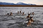 Caribou swim across a river.