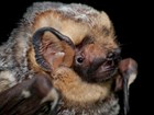 Close up of very fluffy brown bat head, with white tipped fur
