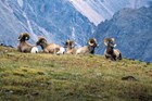 Bighorn sheep in Rocky Mountain National Park