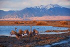 Sandhill cranes doing a mating dance in Great Sand Dunes NP & Pres