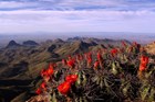 Cactus and desert landscape in Big Bend NP