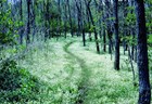 Appalachian Trail on Loft Mountain