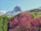 Spring blooms and Moro Rock