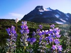 Lupine flowers on Sahale Arm