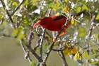 'I'iwi, a bird of the honeycreeper family, on mamane tree