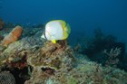 Spotfin Butterfly fish and coral reef